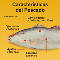 Tipos de Pescado