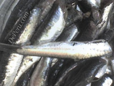 Anchoveta