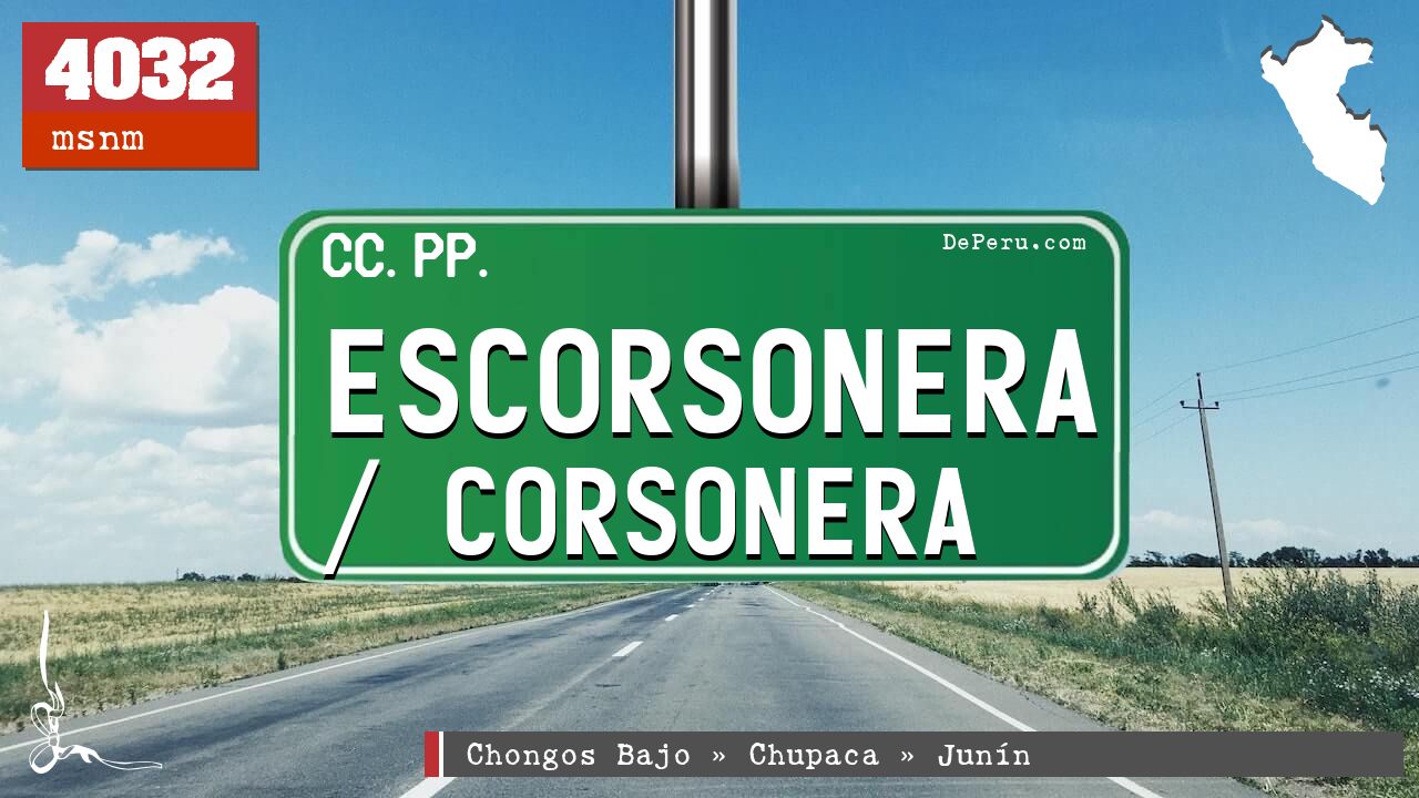 Escorsonera / Corsonera