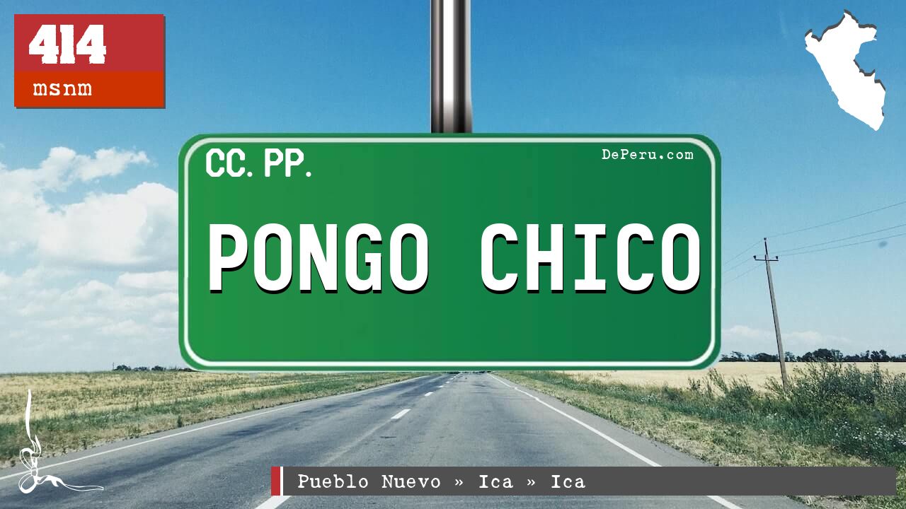 PONGO CHICO