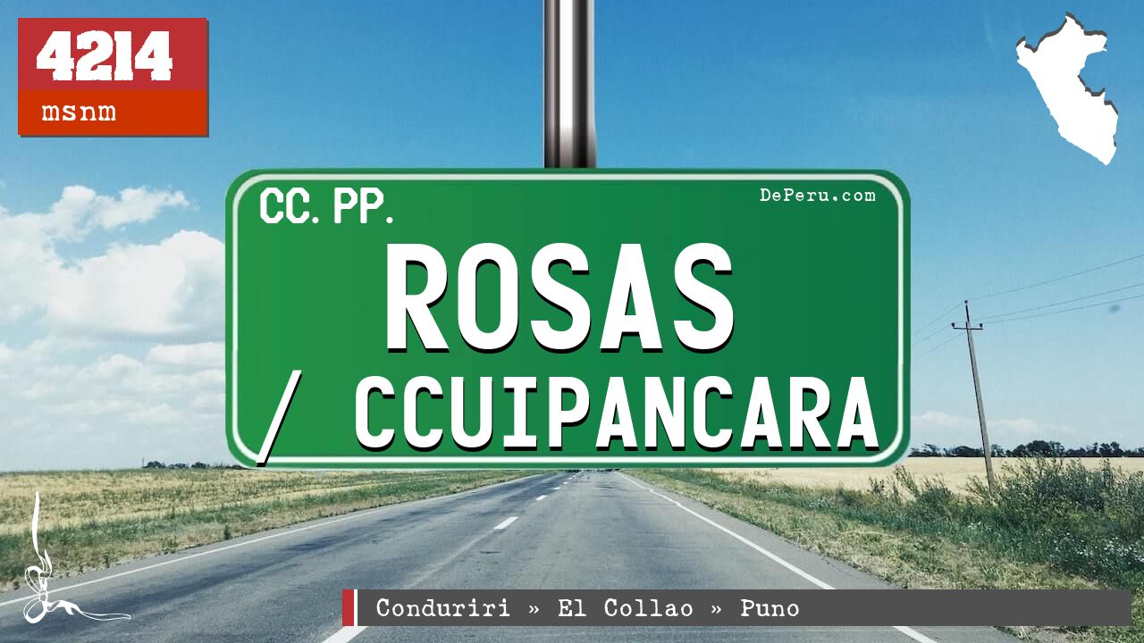 Rosas / Ccuipancara