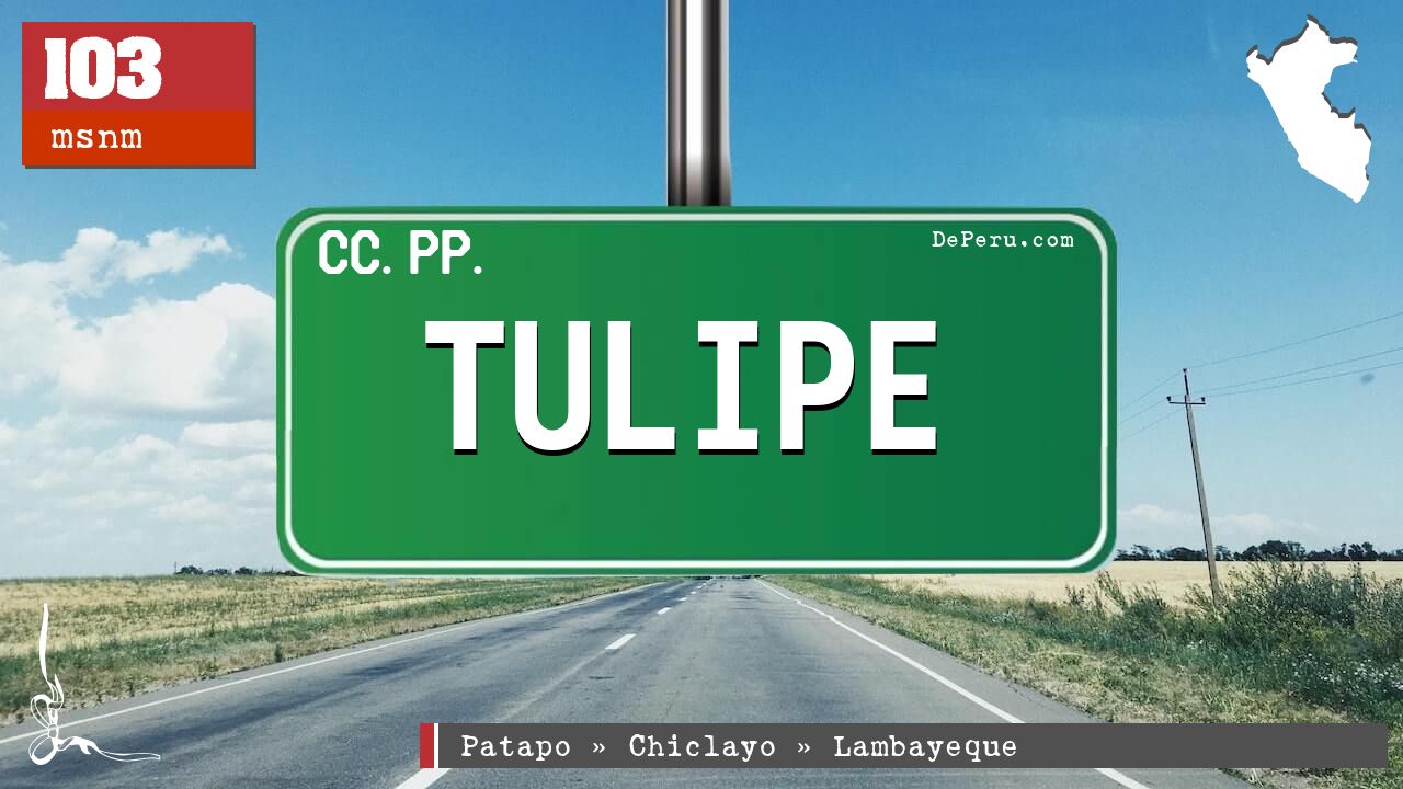 Tulipe