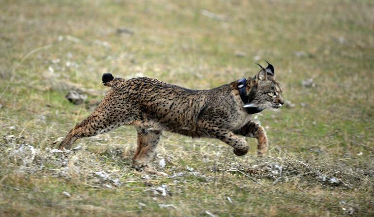 animales,medioambiente,España,ecología,lince,Portugal
