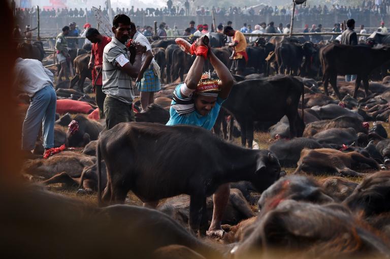 religión - animales - Nepal - sacrificio