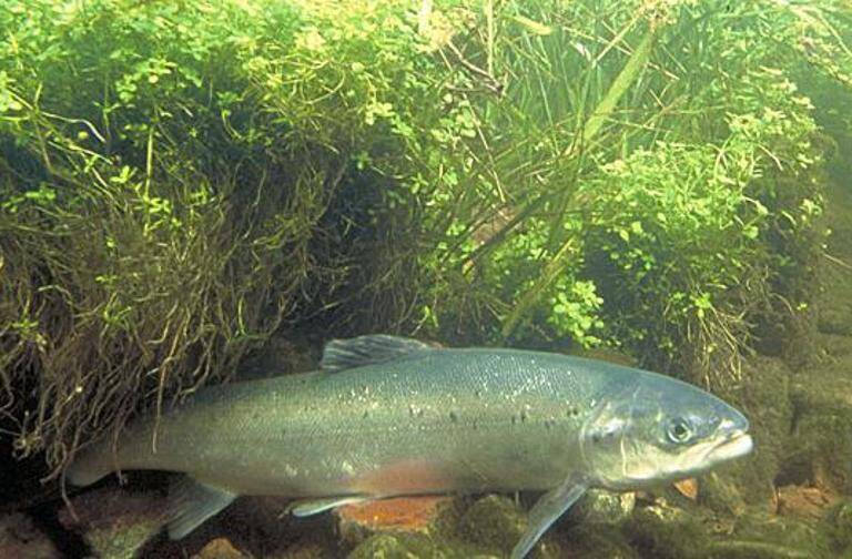 Chile - Noruega - Canad - gentica - ciencia - economa - pesca - animales