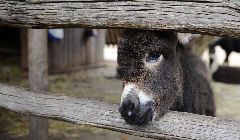 police - Spain - navidad - animales