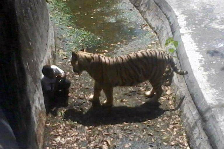 India - animales