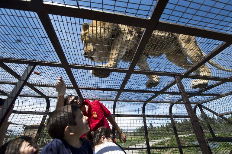 Chile,turismo,animales