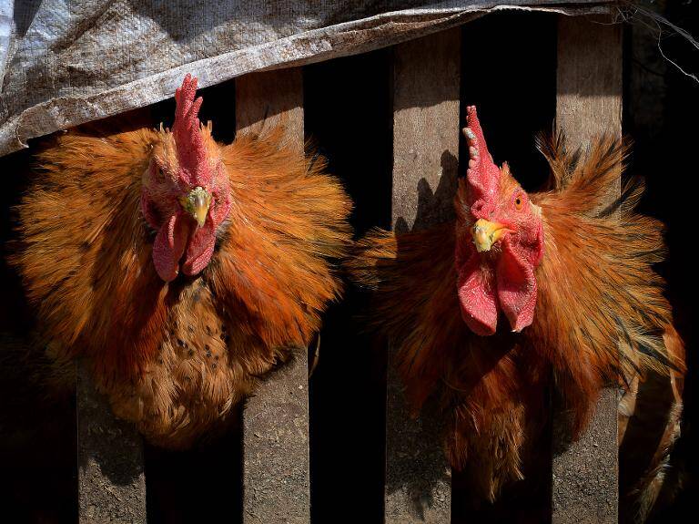 transporte - accidente - alimentos - Sudáfrica - animales
