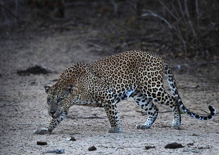 India,animales