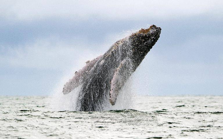 EEUU - océanos - ecología - ciencia - animales - Medioambiente - ballenas
