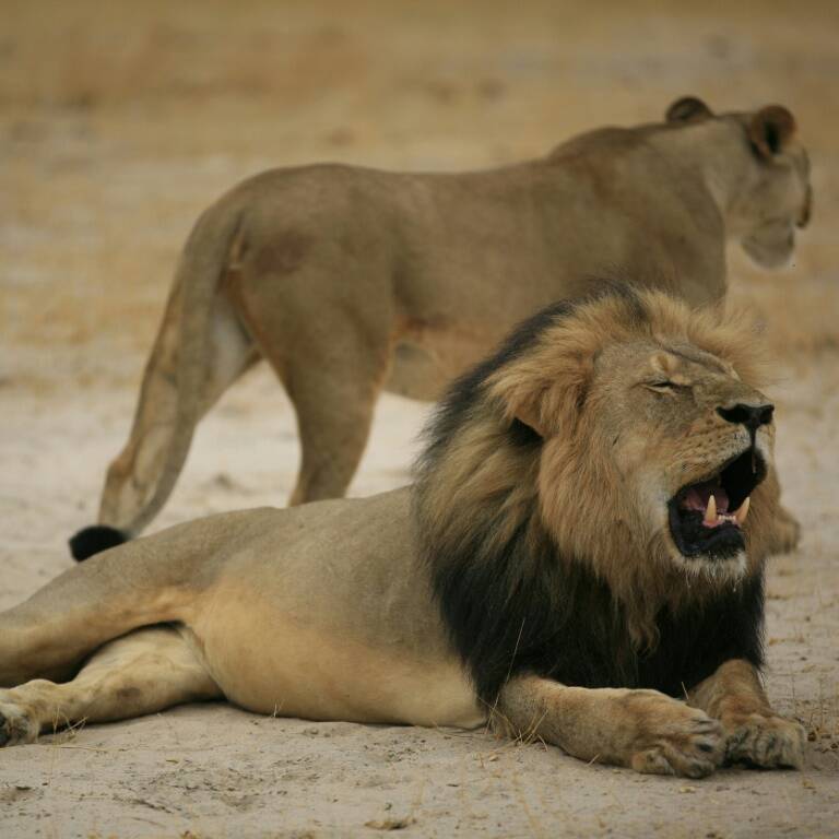 EEUU,Zimbabue,policía,medioambiente,animales,caza