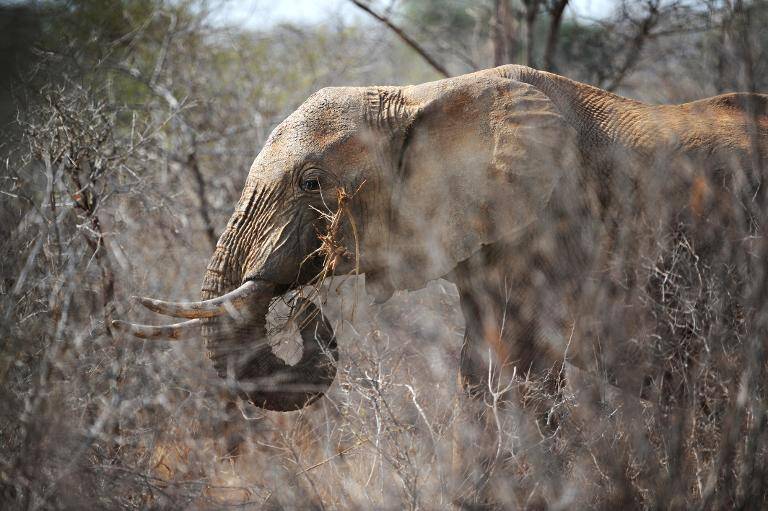 Mozambique,medioambiente,elefantes,caza