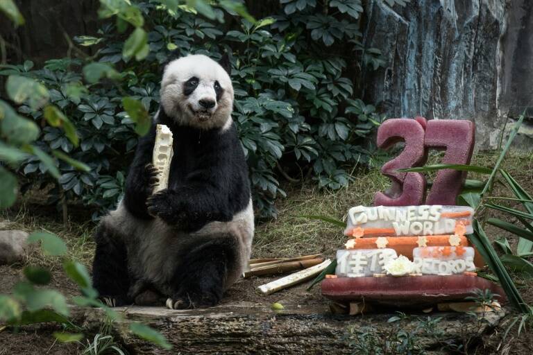 HongKong - Panda - récord - zoología - animales