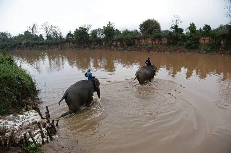 Tailandia - animales - accidente - ocio - turismo