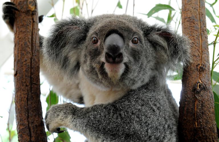 Australia,koala,medioambiente