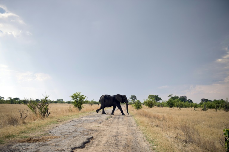 China - Zimbabue - animales - elefantes - medioambiente