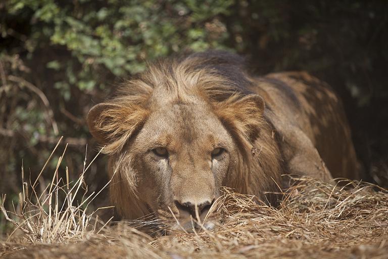 Etiopa - animales - medioambiente - turismo