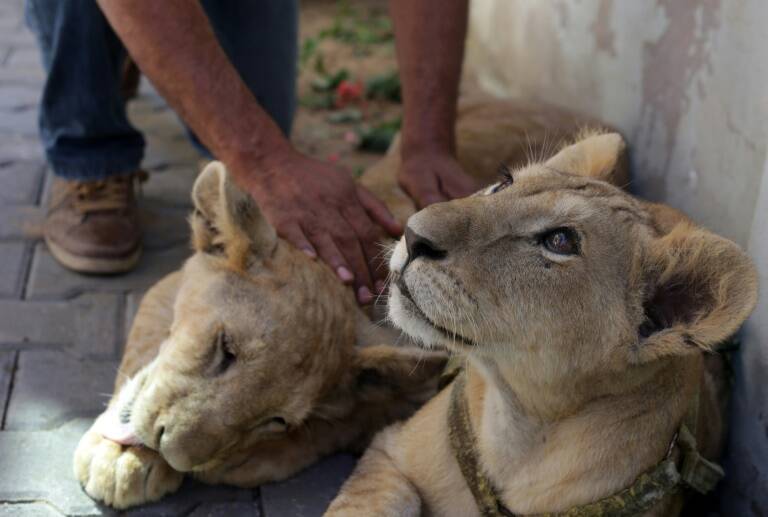 Jordania,Gaza,palestinos,animales