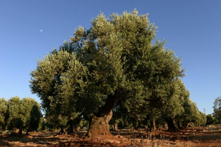 Francia - medioambiente - agricultura - plantas