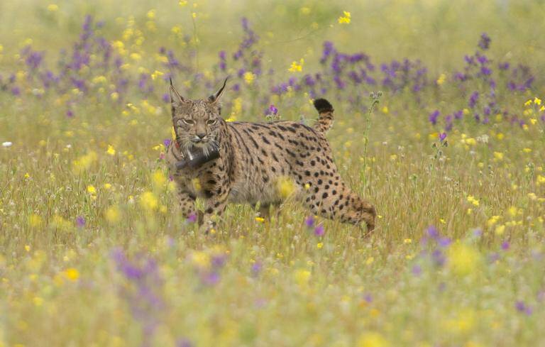 medioambiente - ecología - animales - preservación - biodiversidad