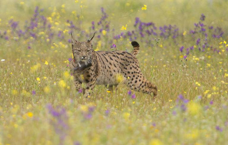 medioambiente - ecologa - animales - preservacin - biodiversidad