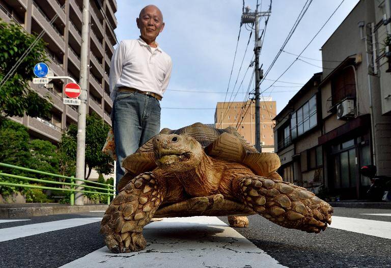 Japn - animales - curiosa