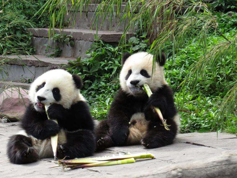 panda,medioambiente,ciencia,China