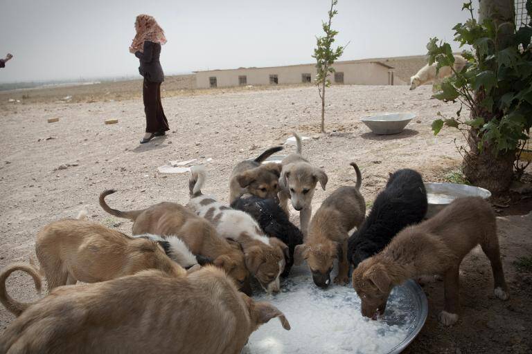 Irán - sociedad - medioambiente - animales