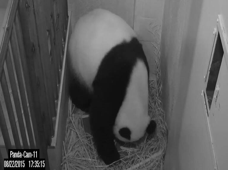 EEUU - China - panda - medioambiente - zoología - animales
