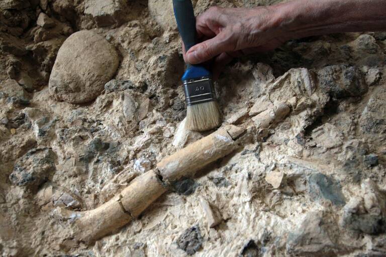 Francia,paleontología,historia