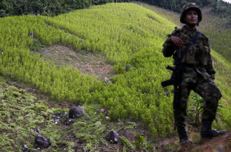 Colombia - narcotráfico - cultivos - drogas
