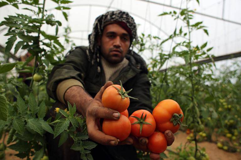 Palestinos,Gaza,agricultura,conflicto,Israel