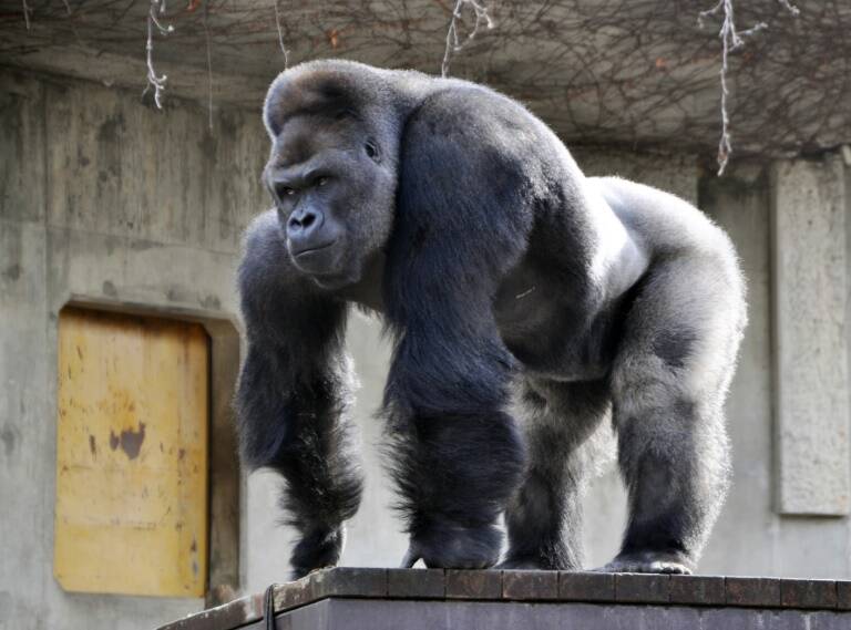 Japón - zoo - animales, - insólito
