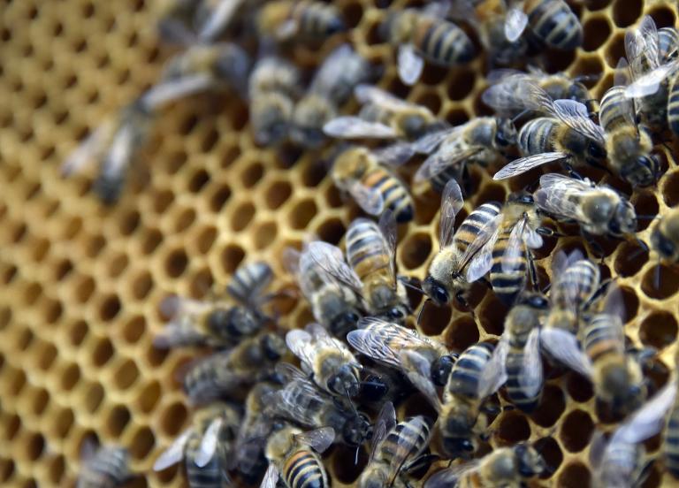 medioambiente - Italia - abejas