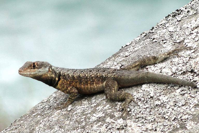 Brasil,ciencias,ecologa,lagarto