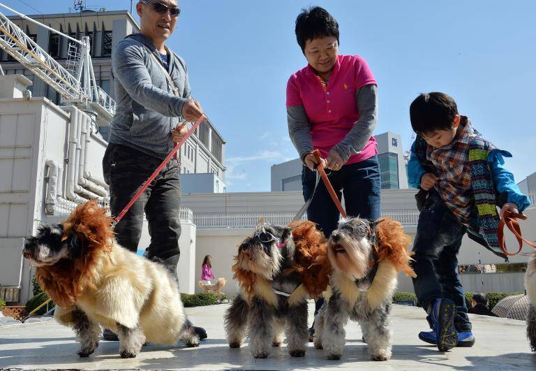 animales, perros, Japón