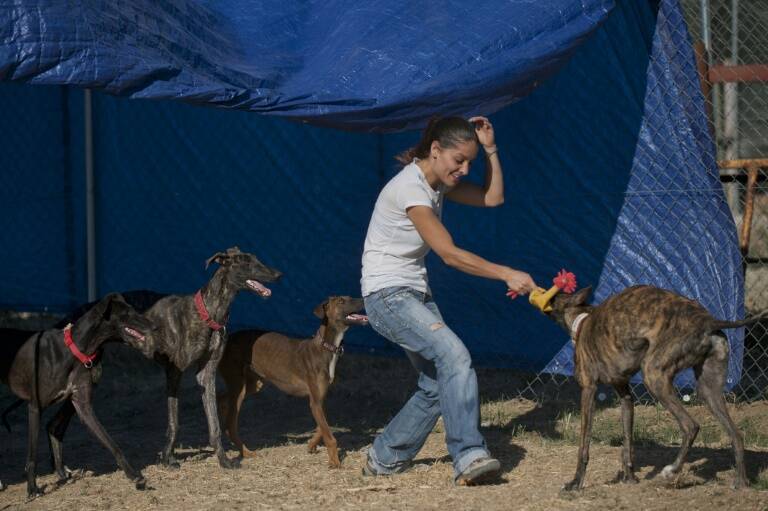 Espaa,caza,sociedad,medioambiente,animales,galgos