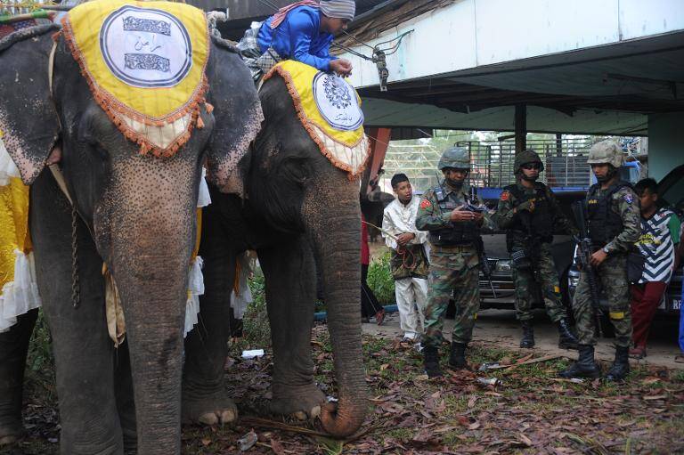 Tailandia - animales - elefante - inslito