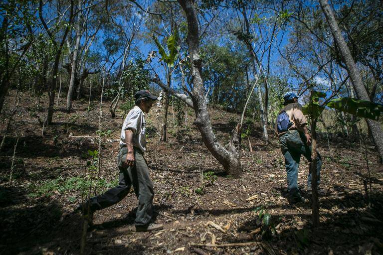 Nicaragua,economa,caf,plaga,clima