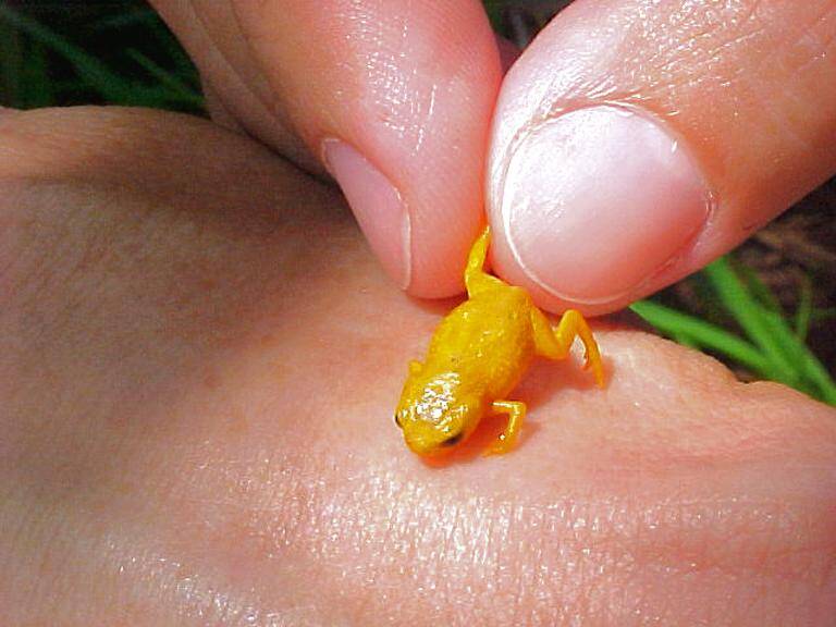 Brasil,medioambiente,animales