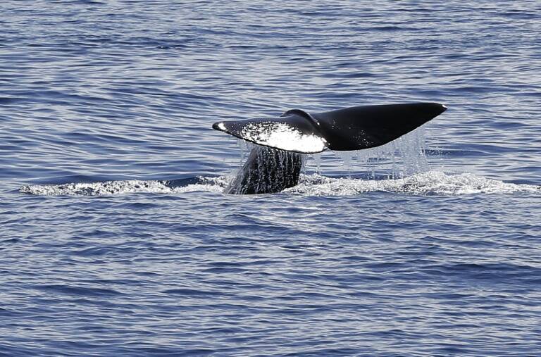 cachalotes - ciencia - animales