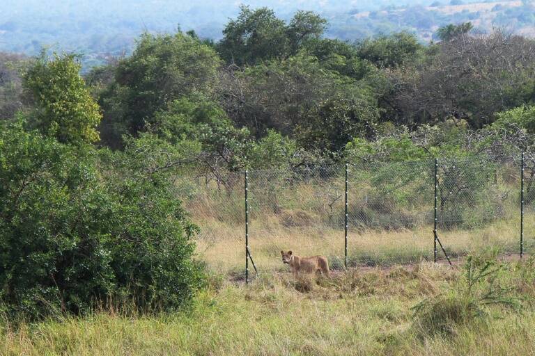 Ruanda - genocidio - medioambiente - turismo - animales