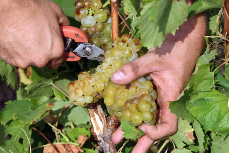 Francia - Alemania - EEUU - vinicultura