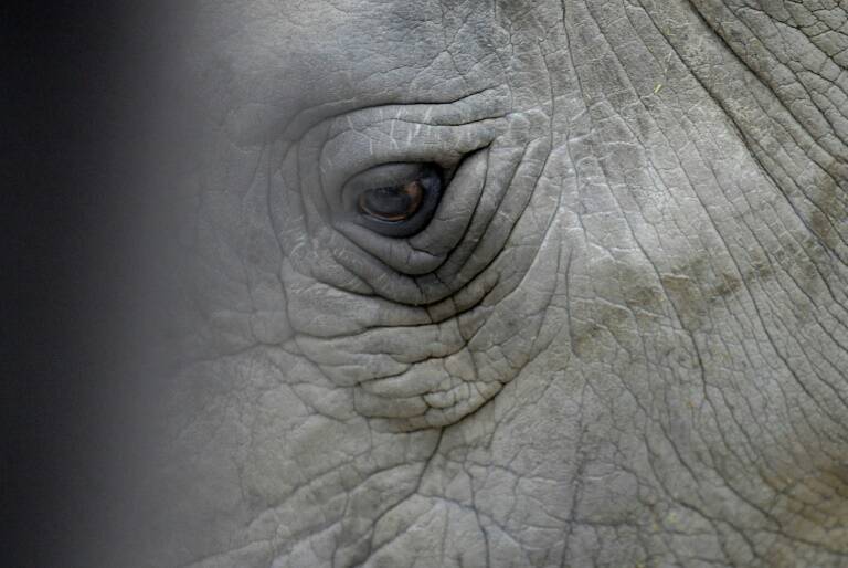 República Checa,animales,preservación,medioambiente,ecología