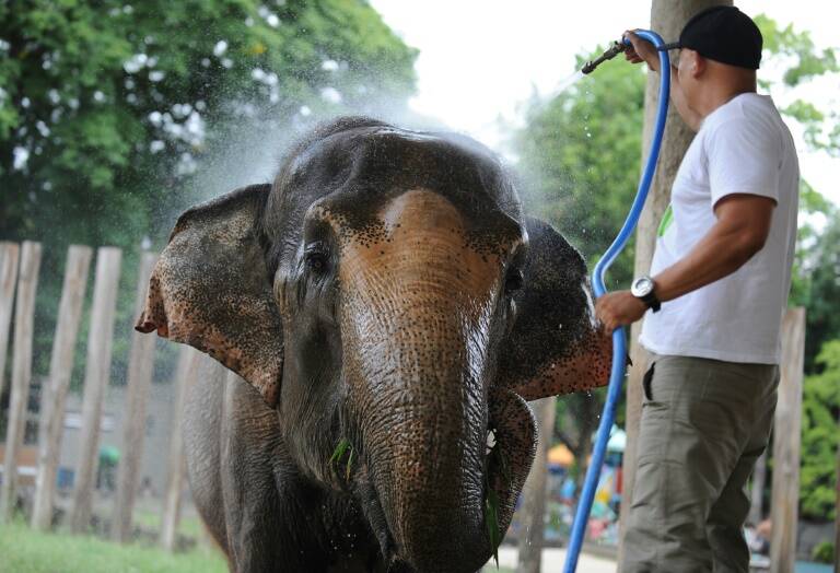 Brasil - EEUU - medioambiente - animales - elefantes