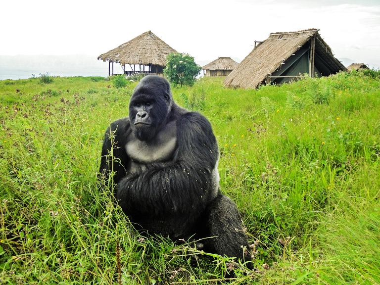 RDCongo - animales - Unesco - petrleo - contaminacin