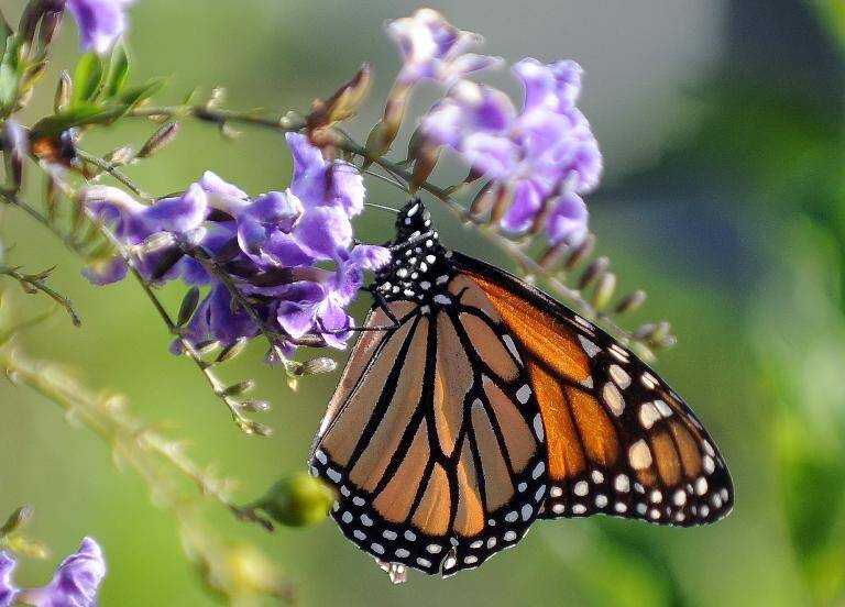 México - EEUU - Canadá - medioambiente - animales
