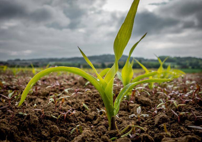 agricultura - materias - primas - EEUU