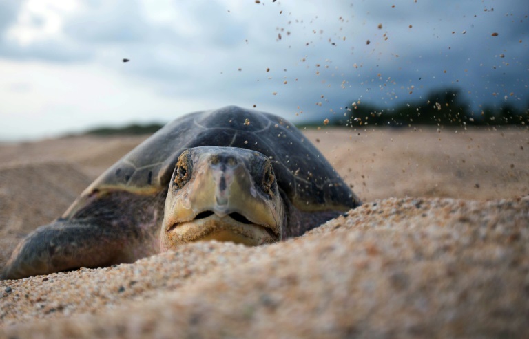 Mxico - medioambiente - seguridad - tortugas